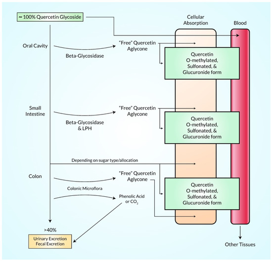 A Comprehensive Analysis and Anti-Cancer Activities of Quercetin in ROS ...