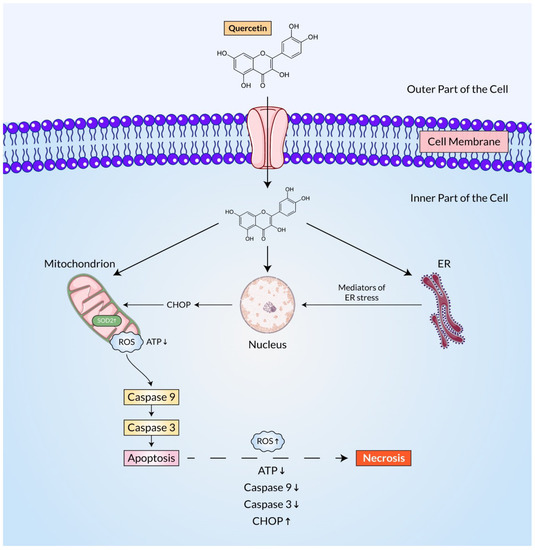 A Comprehensive Analysis and Anti-Cancer Activities of Quercetin in ROS ...