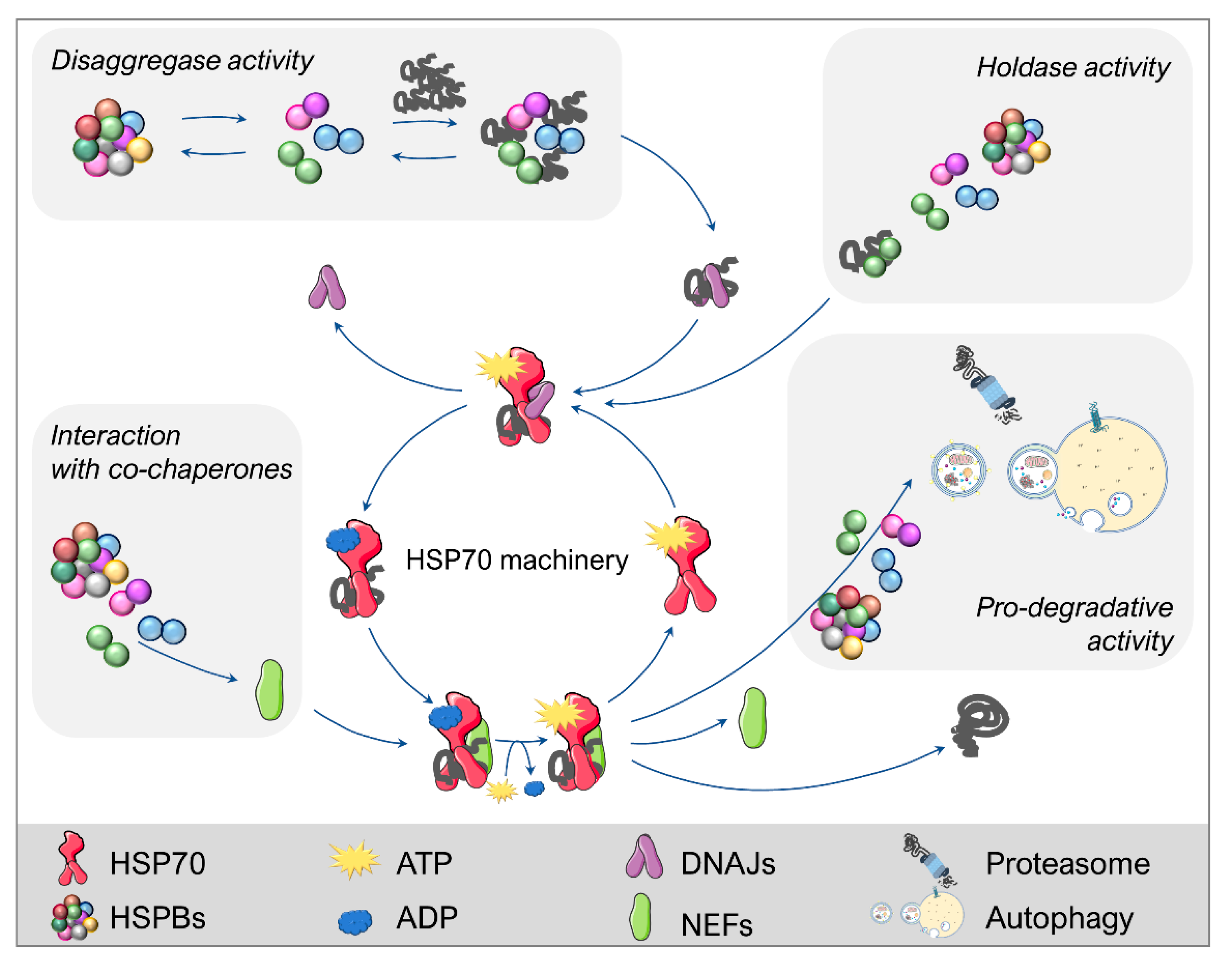 The Role of Small Heat Shock Proteins in Biology Diagrams
