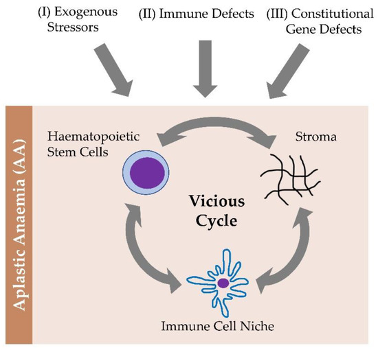 IJMS Free FullText Aplastic Anemia as a Roadmap for Bone Marrow