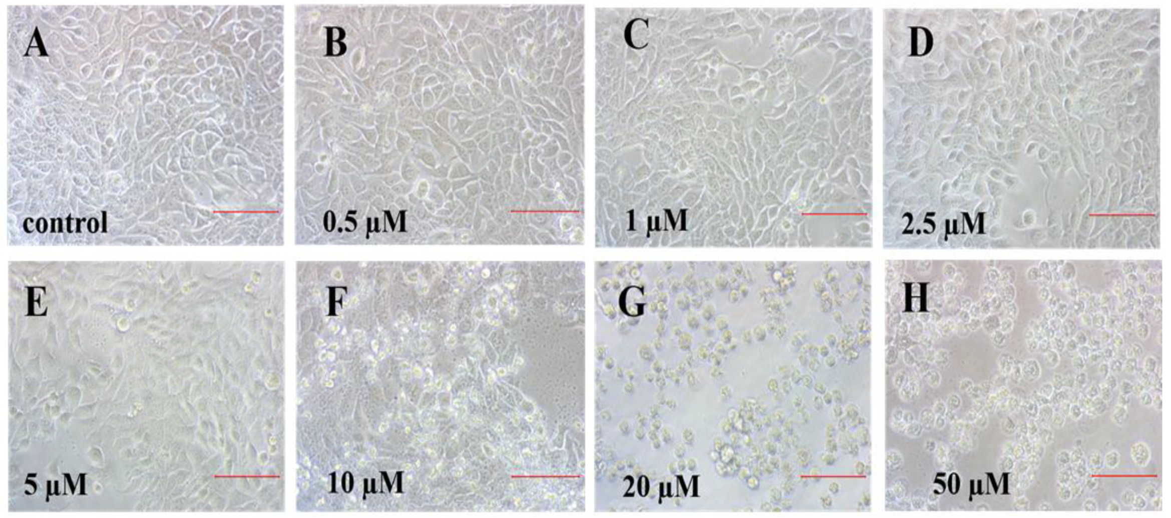 Ijms 23 11767 g002 Ijms 23 11767 g002