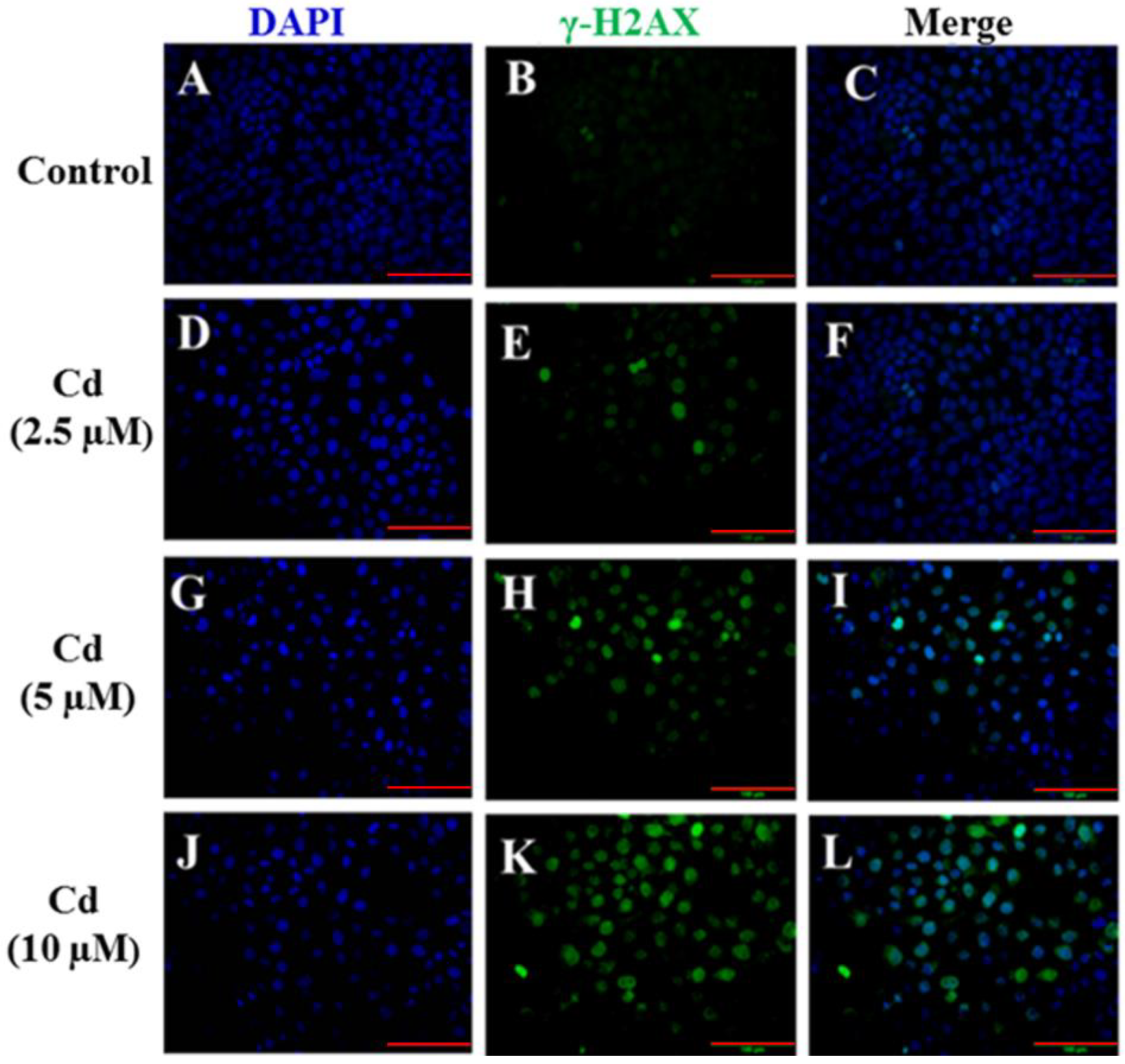Ijms 23 11767 g003 Ijms 23 11767 g003