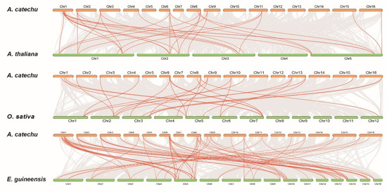 Genome-Wide Identification of the DOF Gene Family Involved in Fruitlet ...