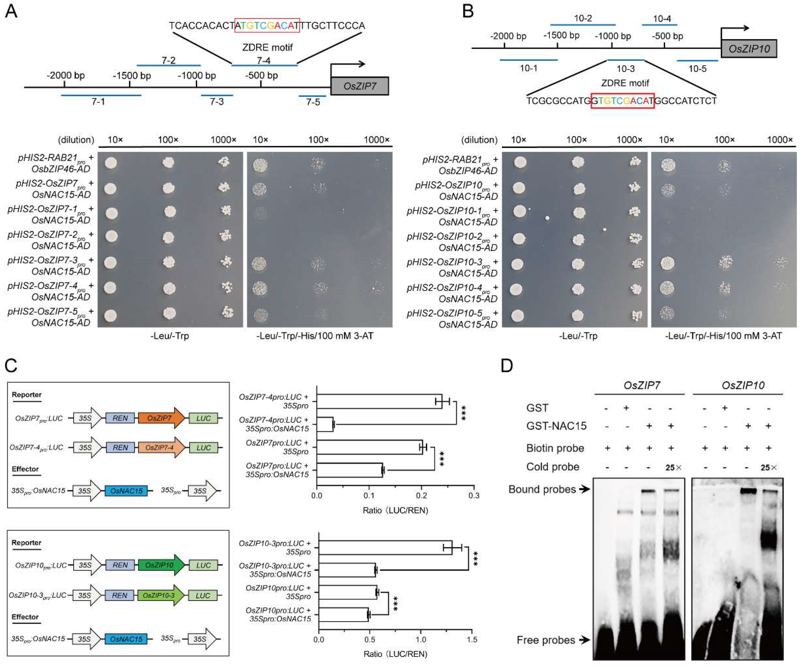 Ijms 23 11771 g008 Ijms 23 11771 g008