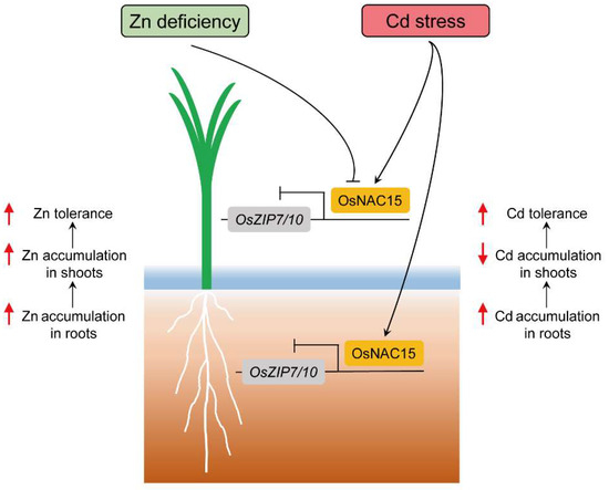 OsNAC15 Regulates Tolerance to Zinc Deficiency and Cadmium by