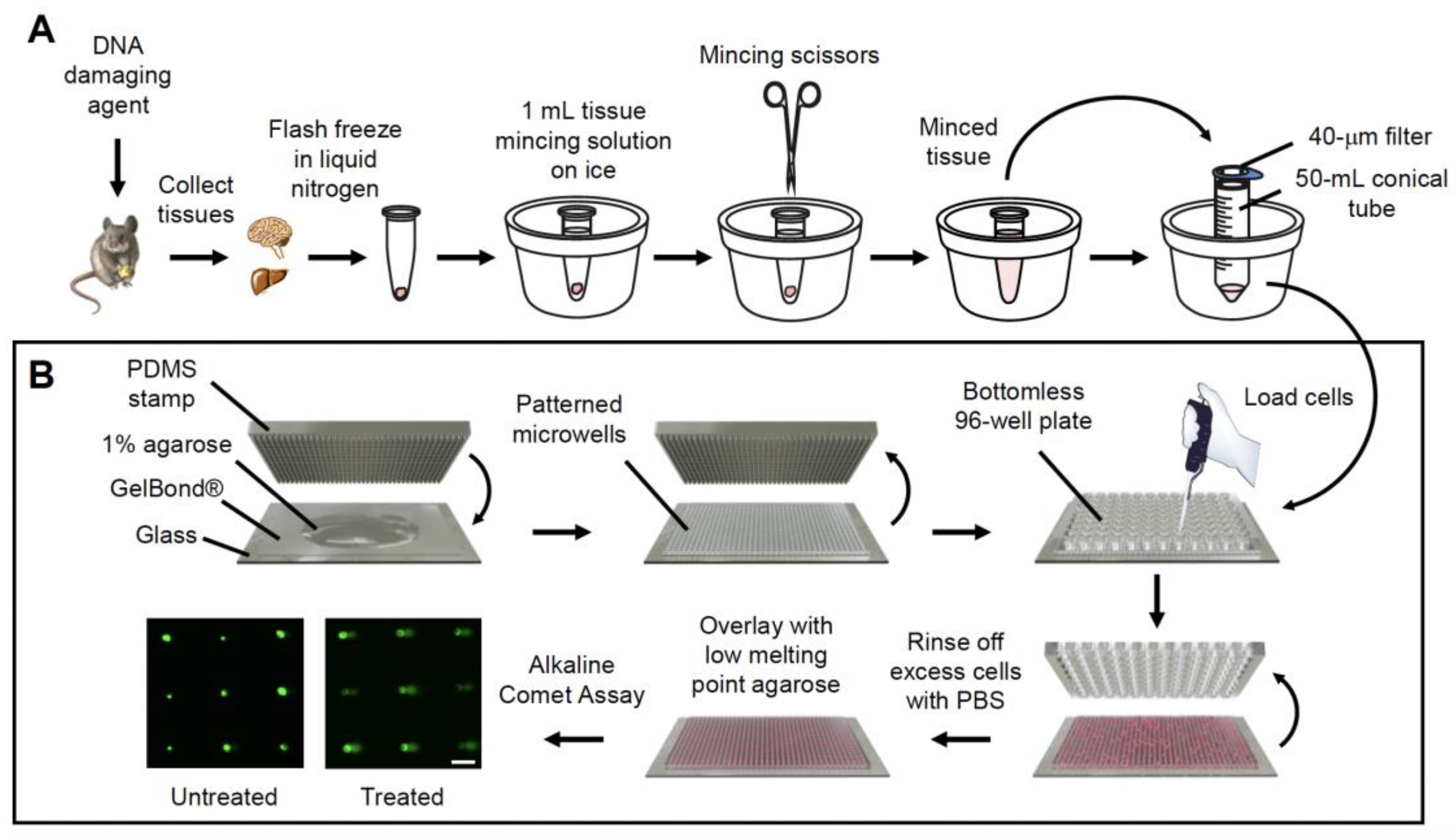 Ijms 23 11776 g001 Ijms 23 11776 g001