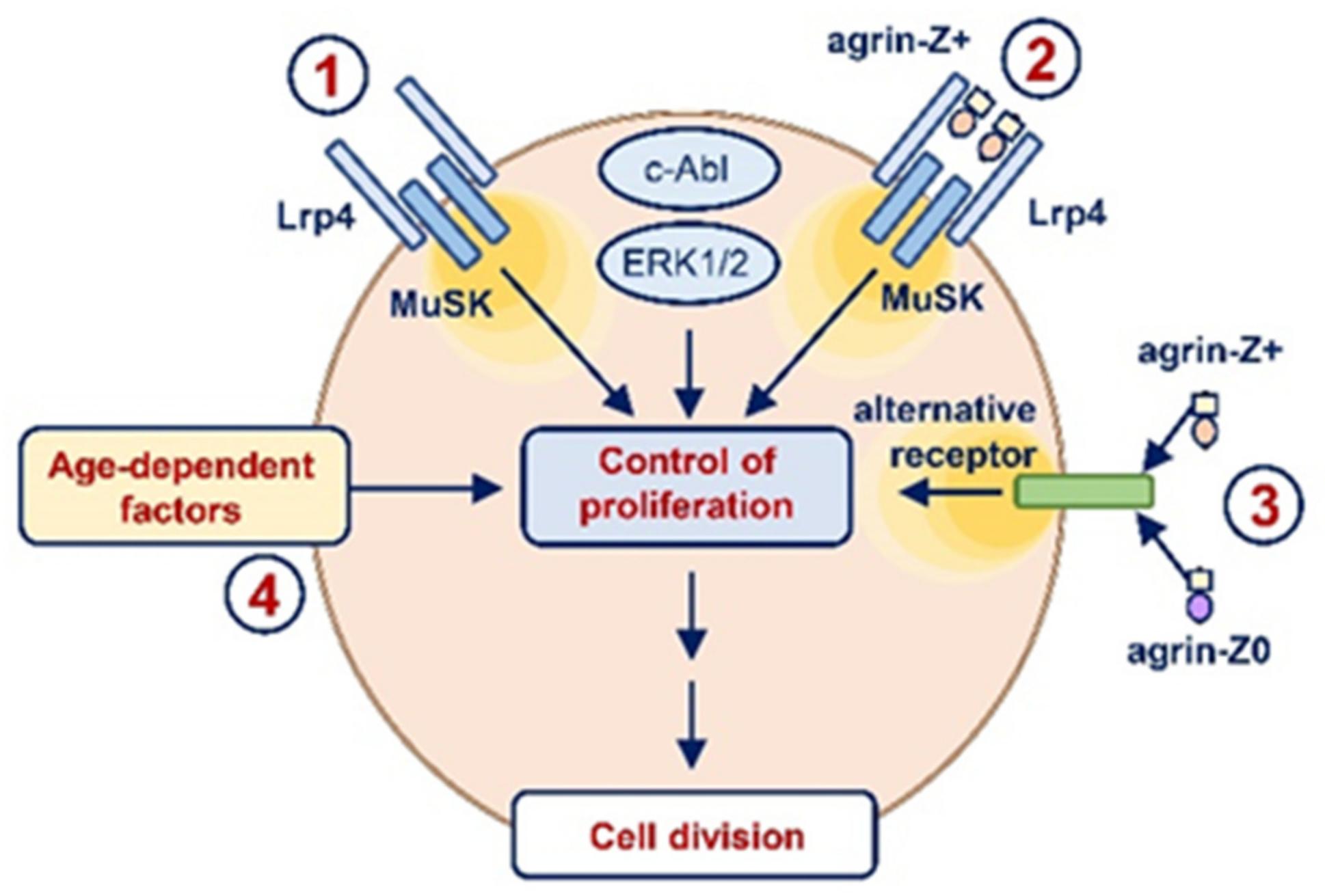 Ijms Free Full Text Neuronal Agrin Promotes Proliferation Of Primary Human Myoblasts In An Age Dependent Manner Html