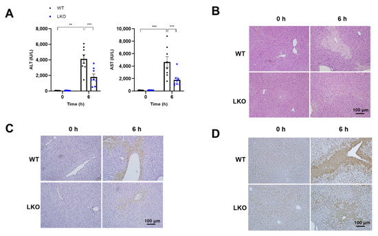 Hepatocyte-Specific Deficiency of DAX-1 Protects Mice from