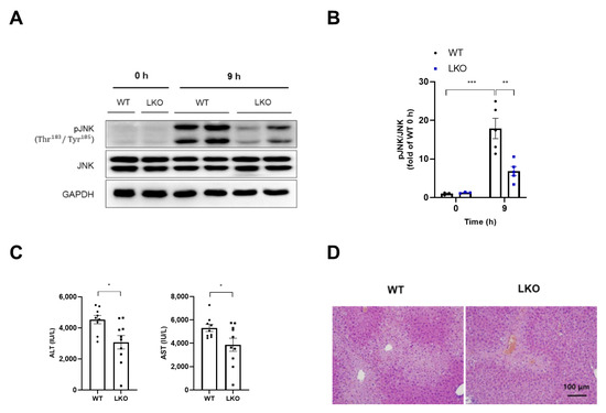 Hepatocyte-Specific Deficiency of DAX-1 Protects Mice from