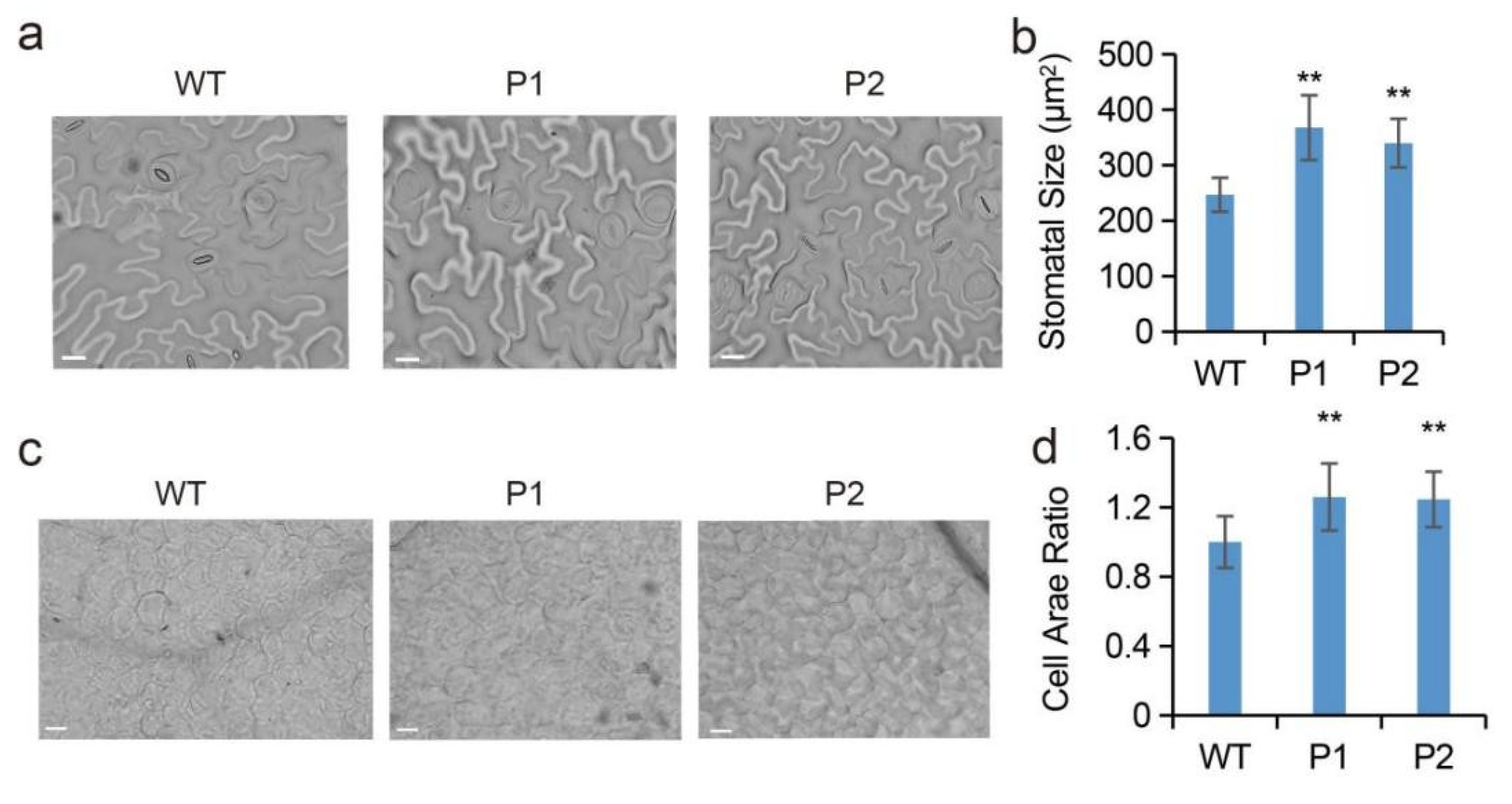 Ijms 23 11794 g005 Ijms 23 11794 g005