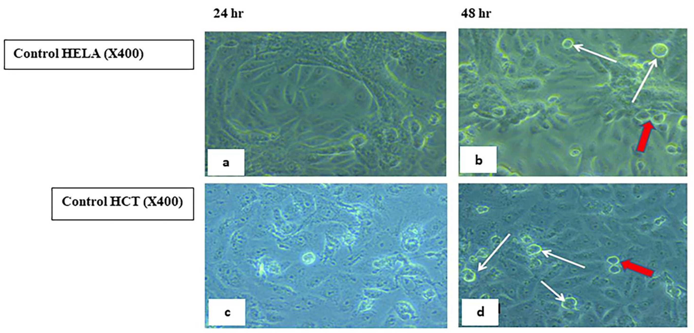 Ijms 23 11799 g009 Ijms 23 11799 g009