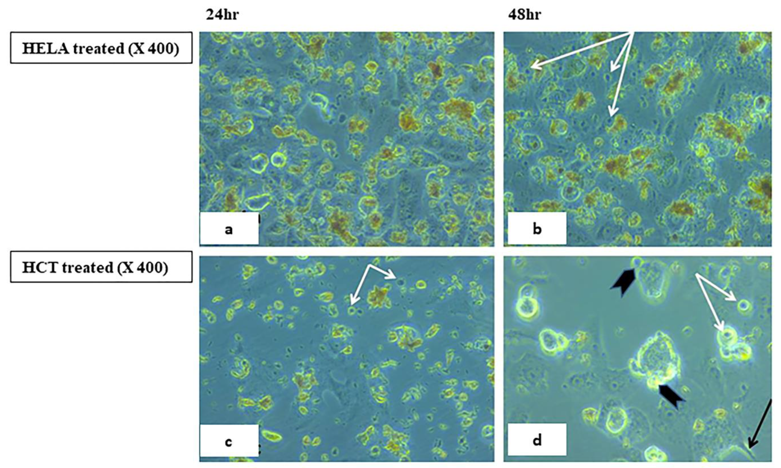 Ijms 23 11799 g011 Ijms 23 11799 g011