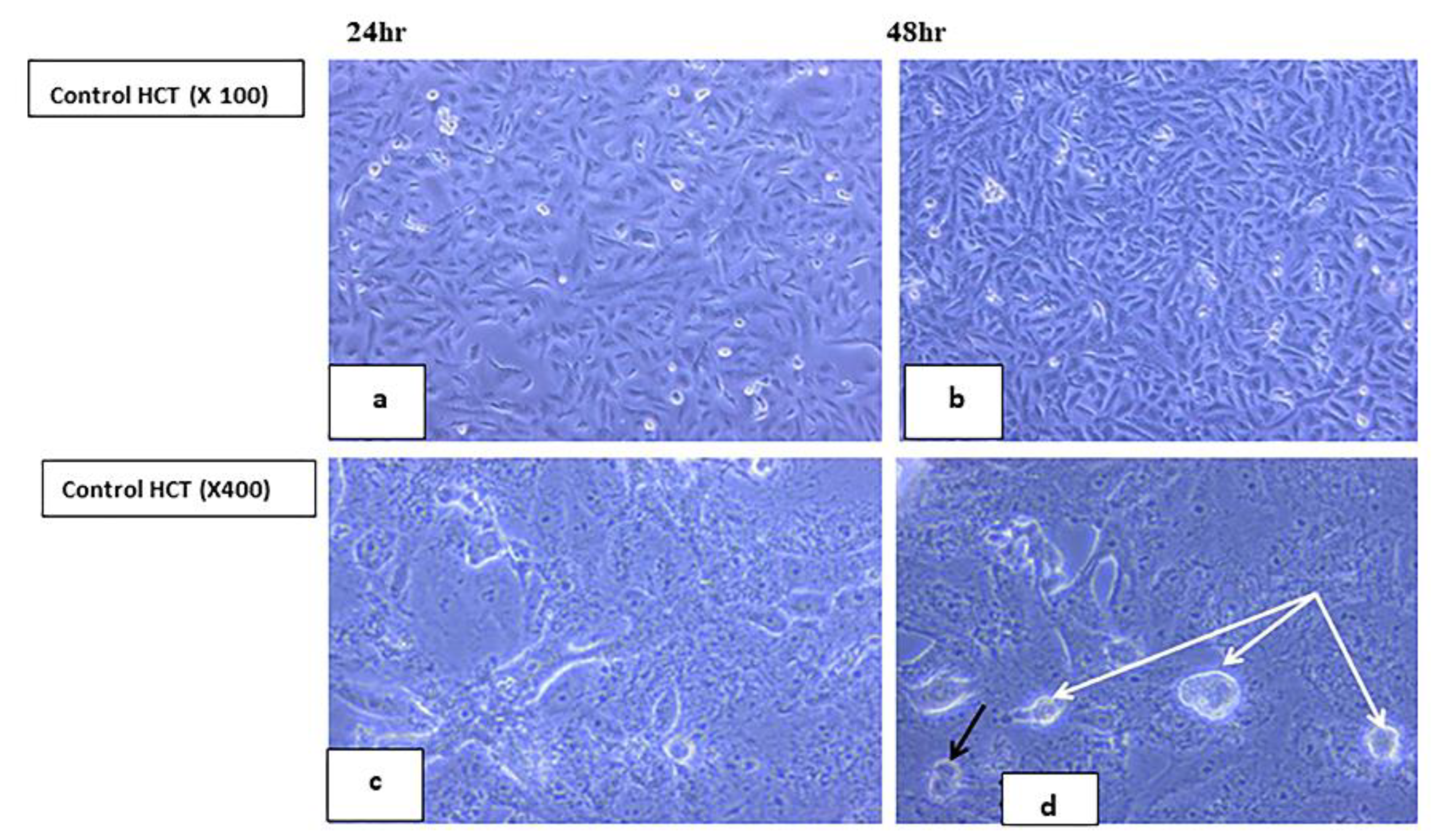 Ijms 23 11799 g012 Ijms 23 11799 g012