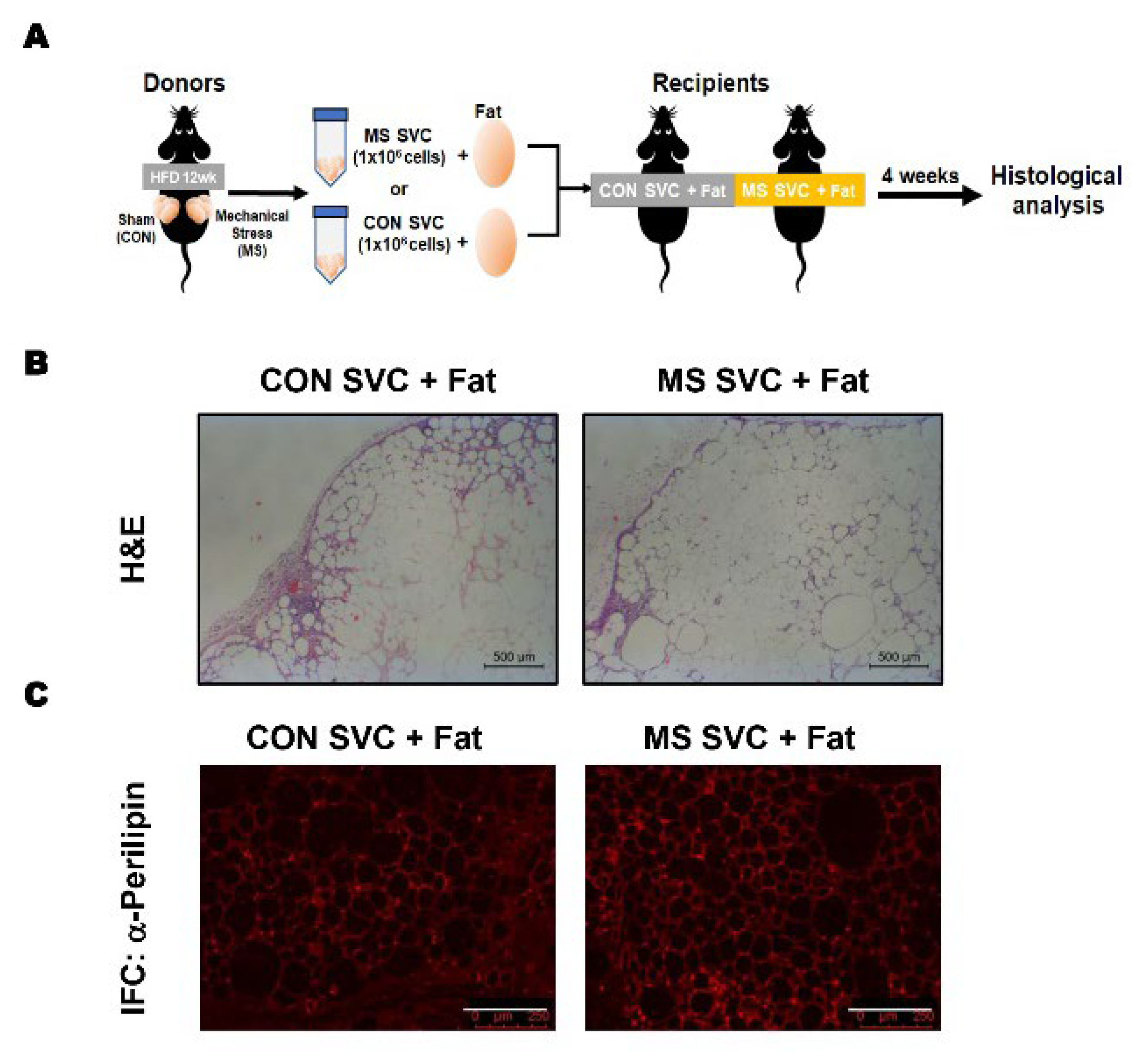Ijms 23 11839 g004 Ijms 23 11839 g004