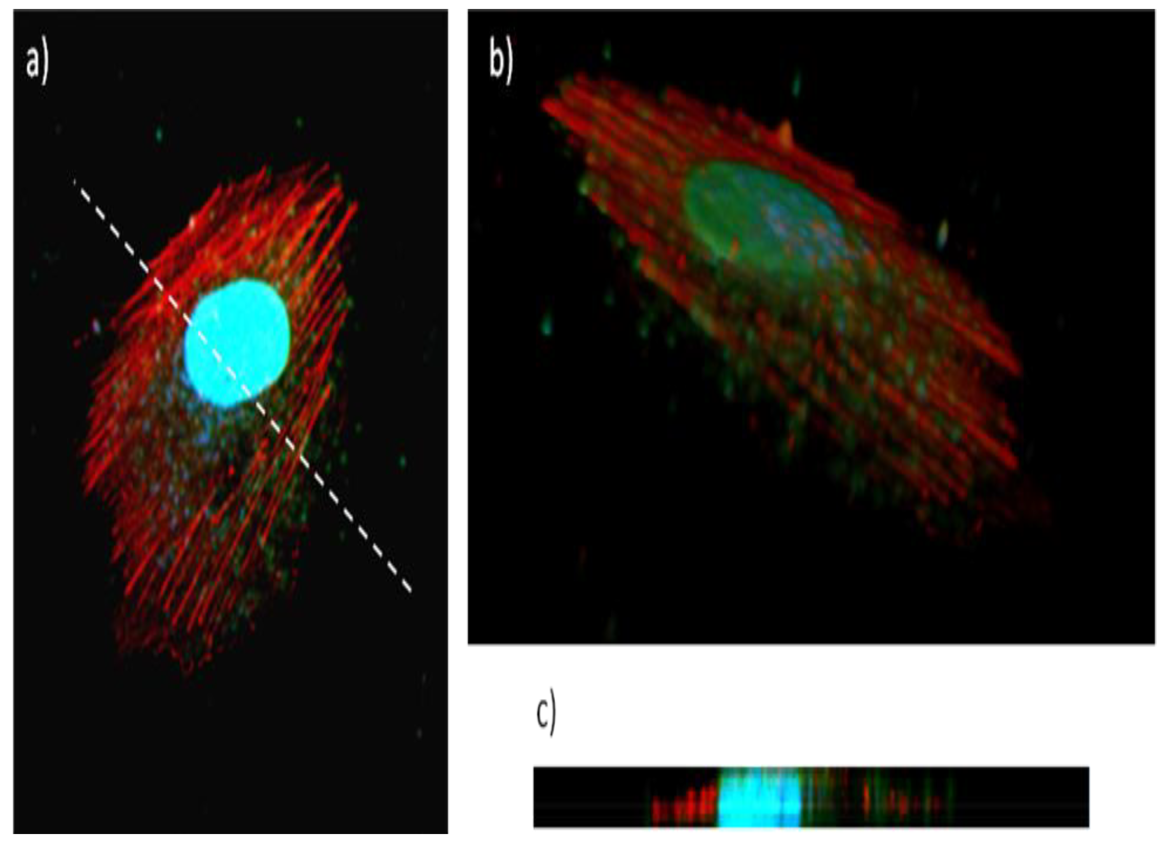 IJMS Free FullText BioNanohybrid Gelatin/Quantum Dots for