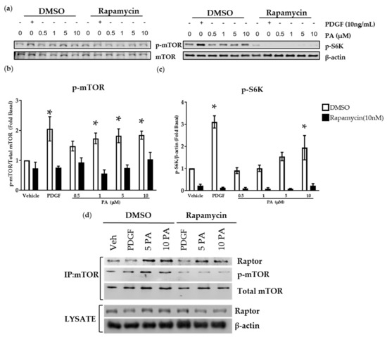 Regulation of Airway Smooth Muscle Cell Proliferation by