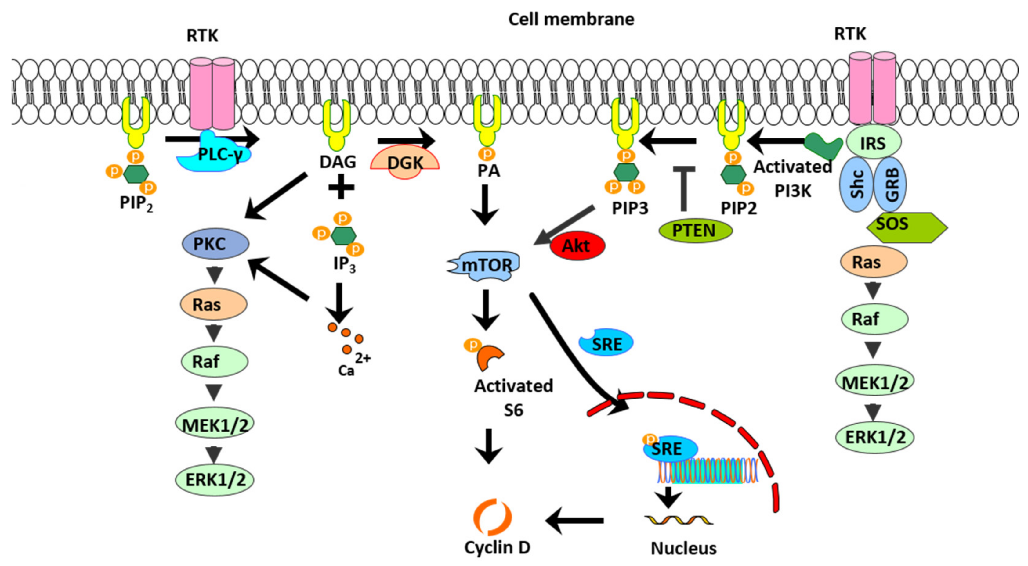 Ijms 23 11868 g010 Ijms 23 11868 g010