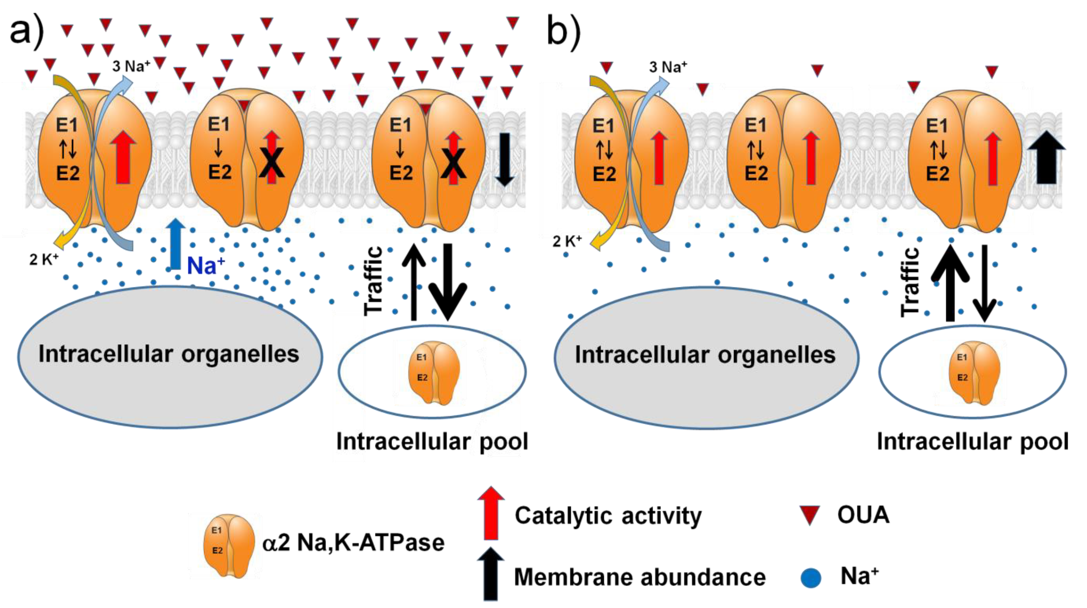 Ijms 23 11869 g010 Ijms 23 11869 g010