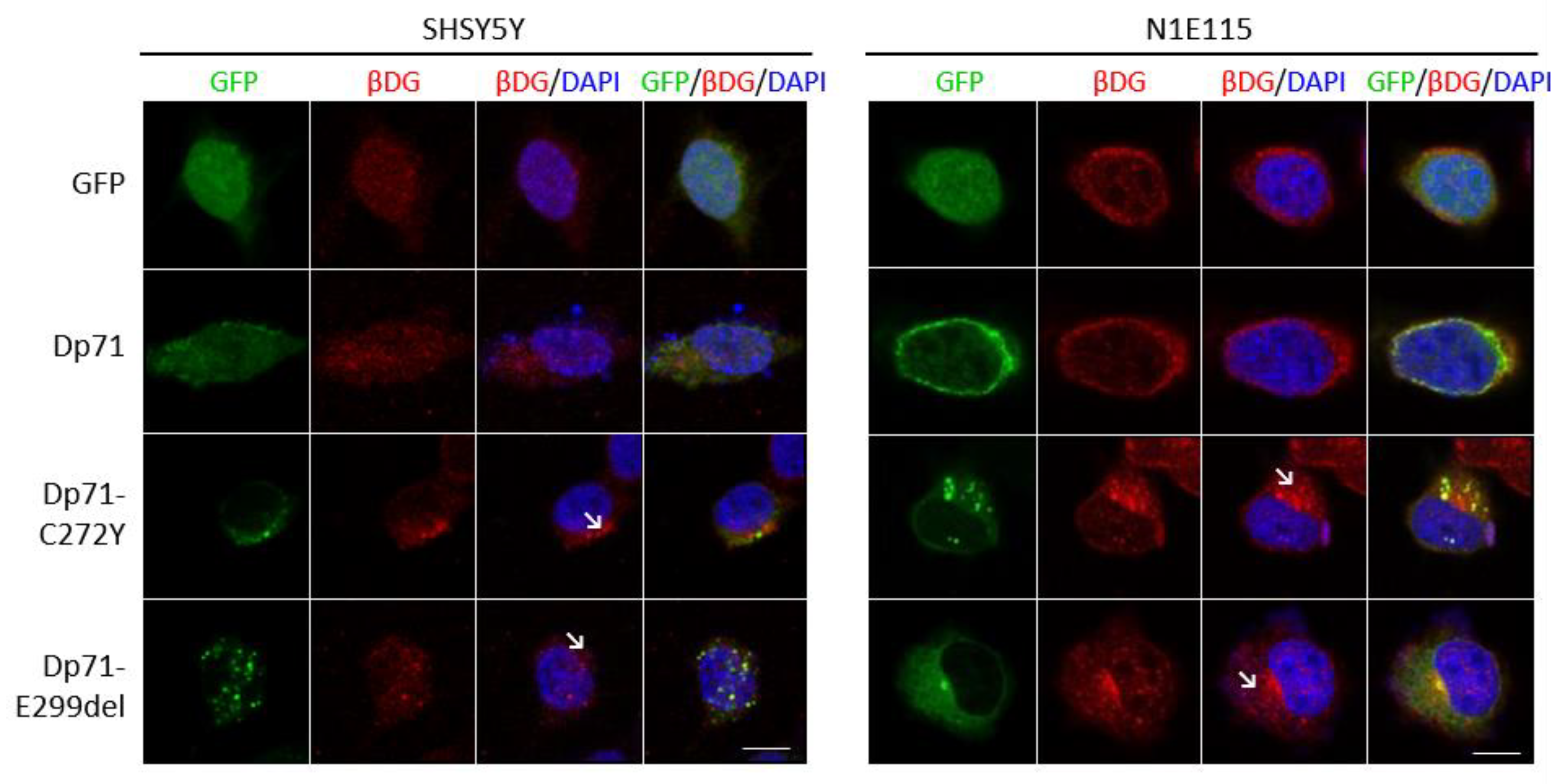 Ijms 23 11876 g004 Ijms 23 11876 g004