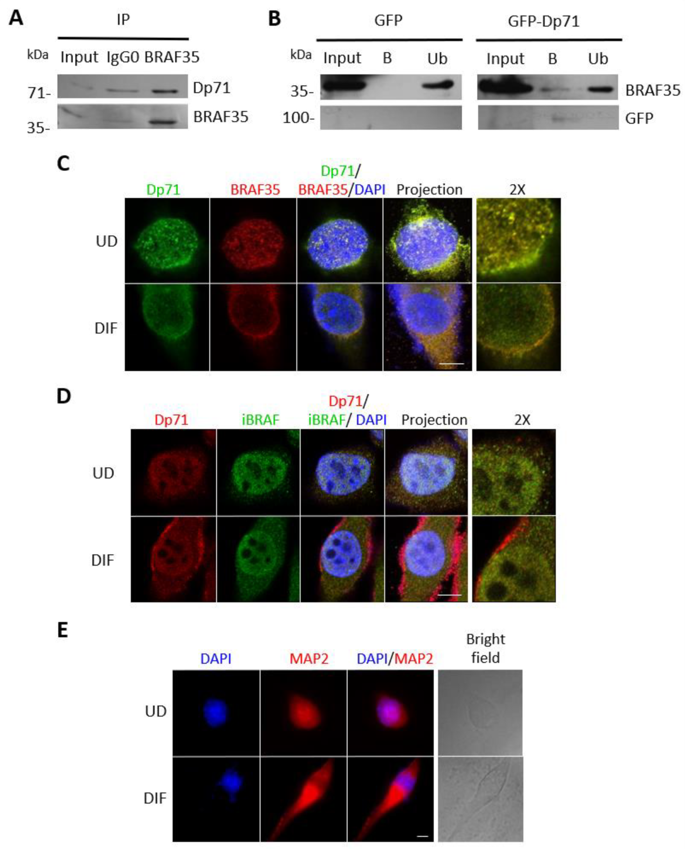 Ijms 23 11876 g007 Ijms 23 11876 g007