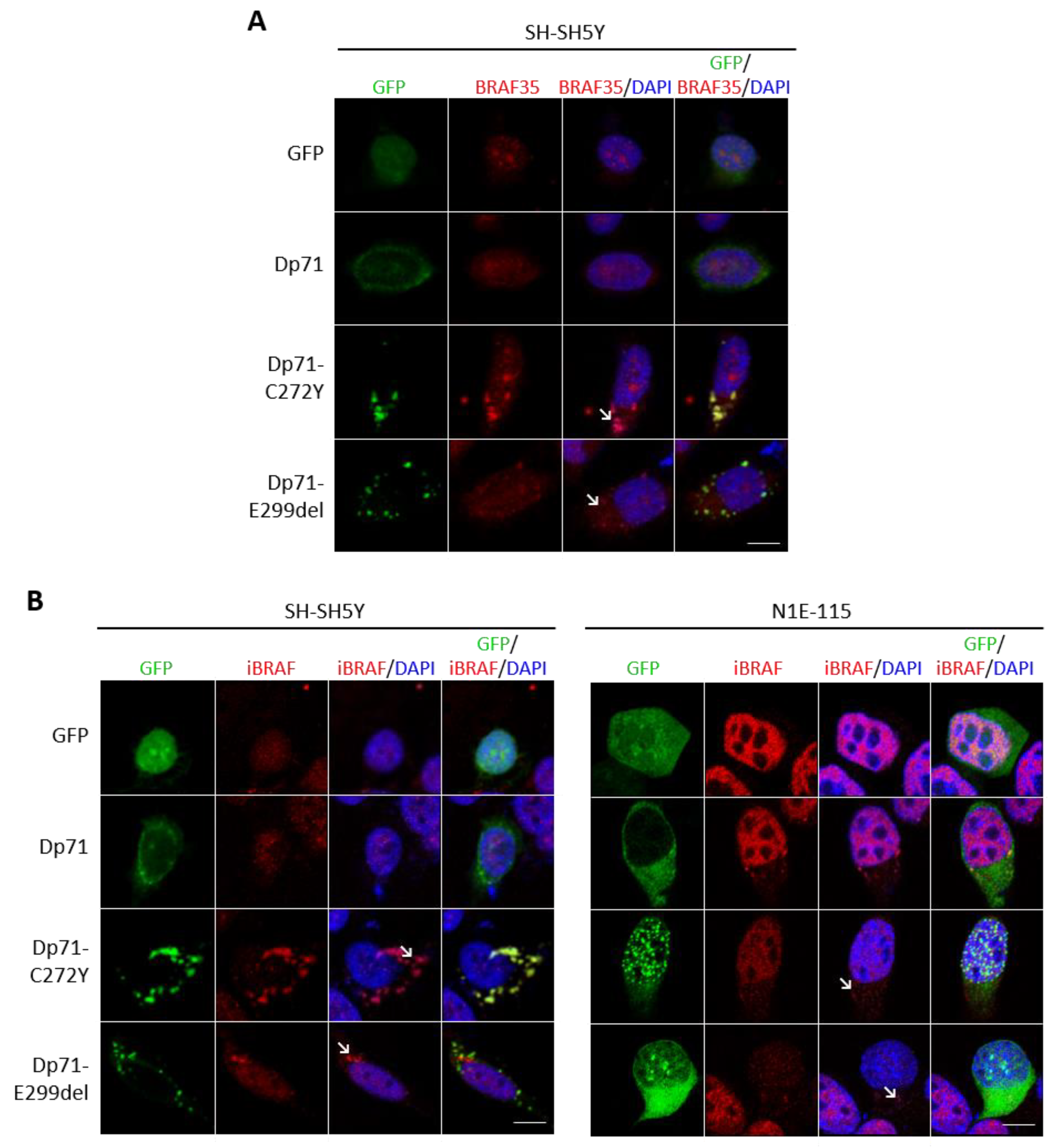 Ijms 23 11876 g008 Ijms 23 11876 g008
