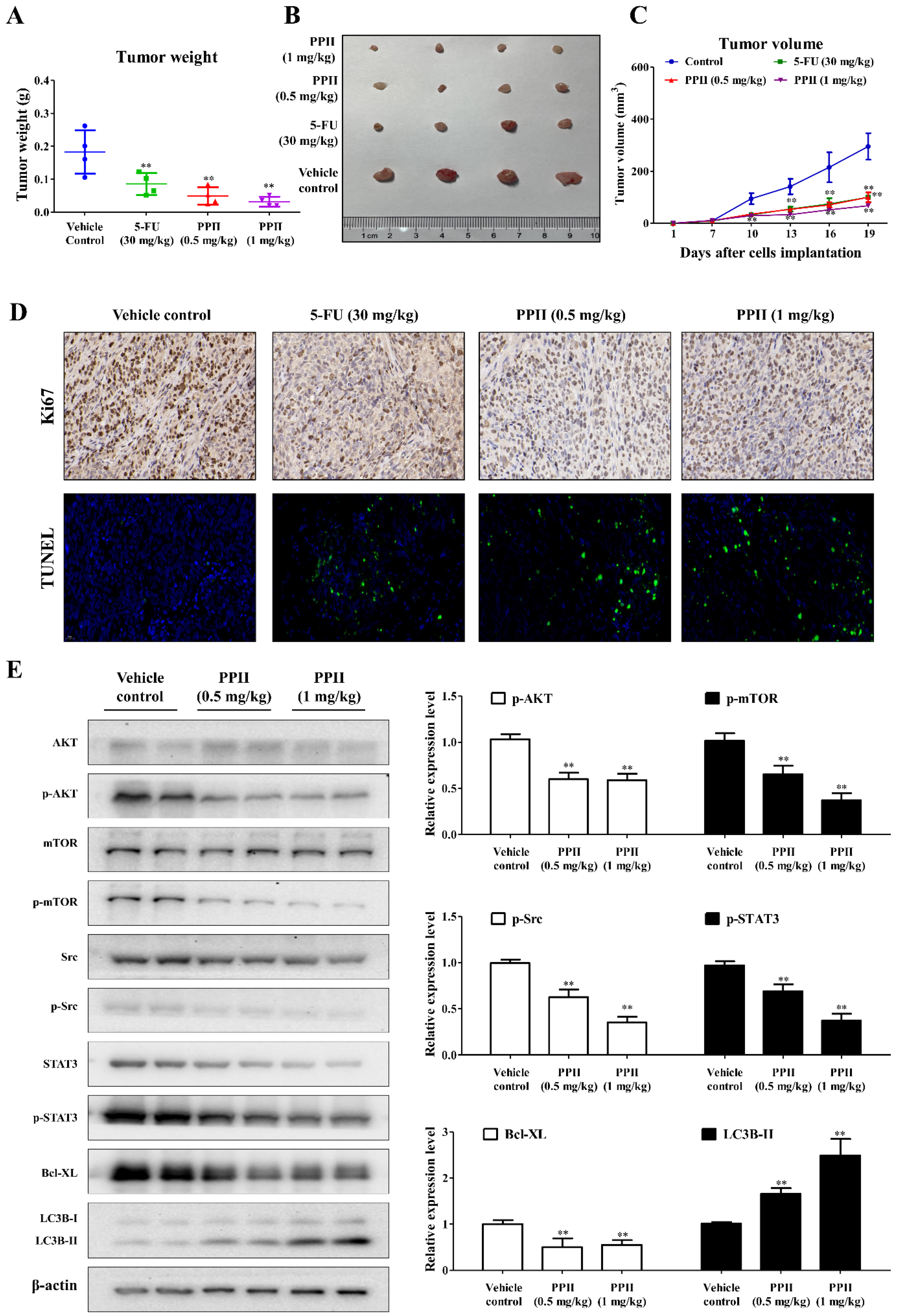 Ijms 23 11890 g007 Ijms 23 11890 g007