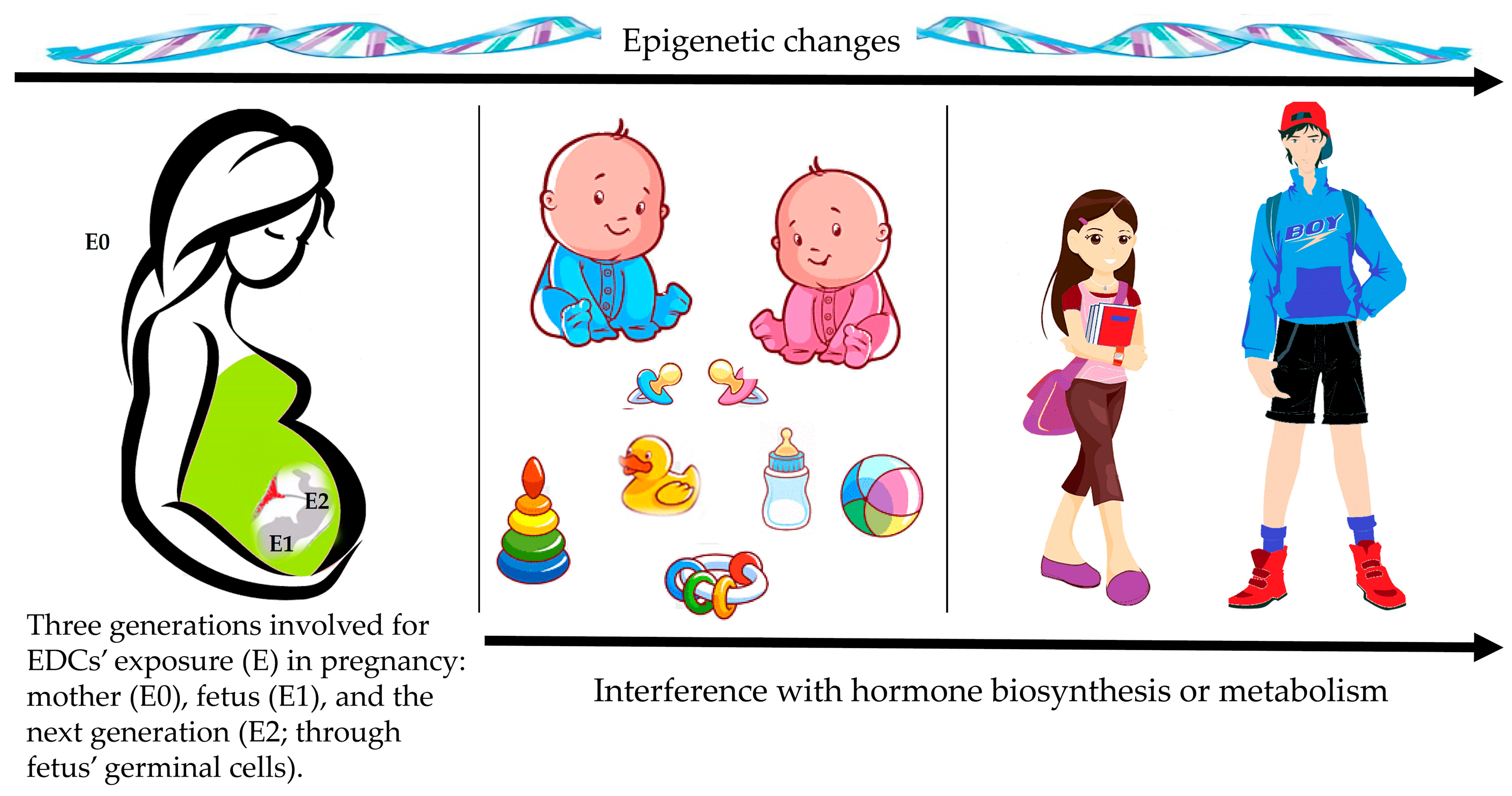 IJMS Free Full-Text Endocrine Disrupting Chemicalsrsquo; Effects in  Children: What We Know and What We Need to Learn?