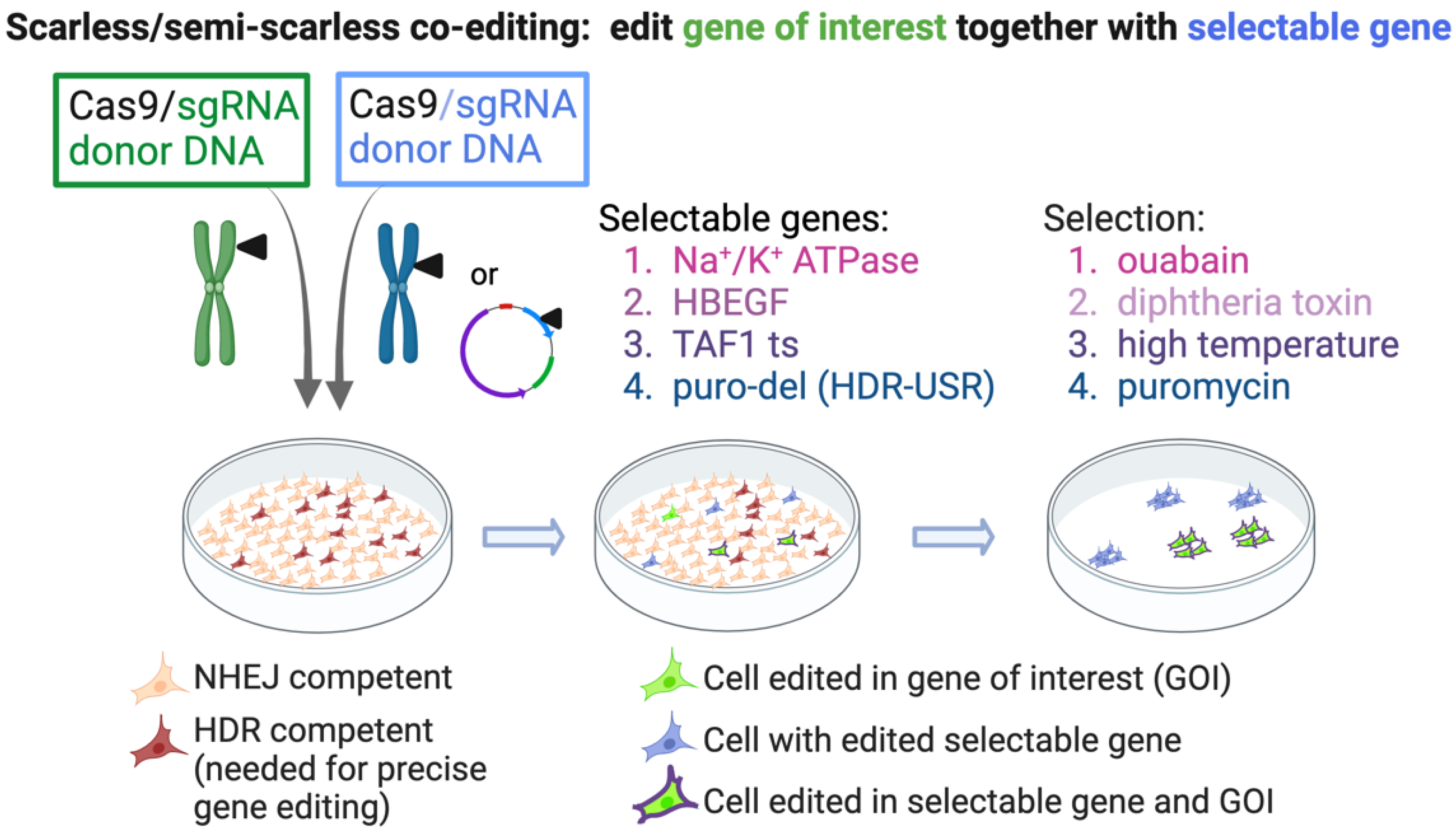 Ijms 23 11919 g005 Ijms 23 11919 g005