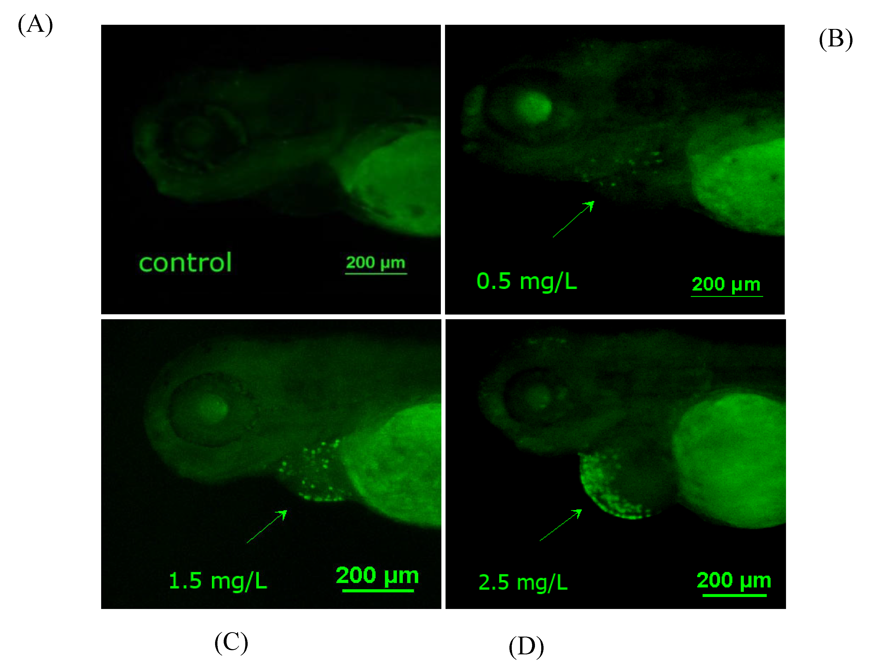 Ijms 23 11932 g005a Ijms 23 11932 g005a