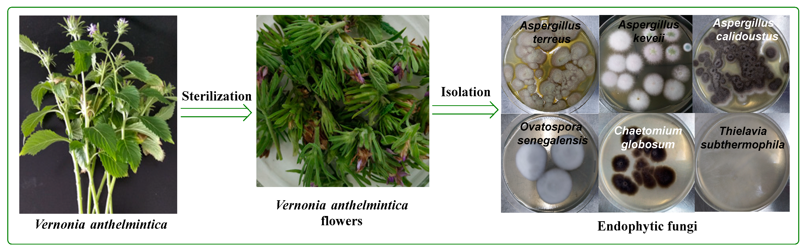 Ijms 23 11935 g001 Ijms 23 11935 g001