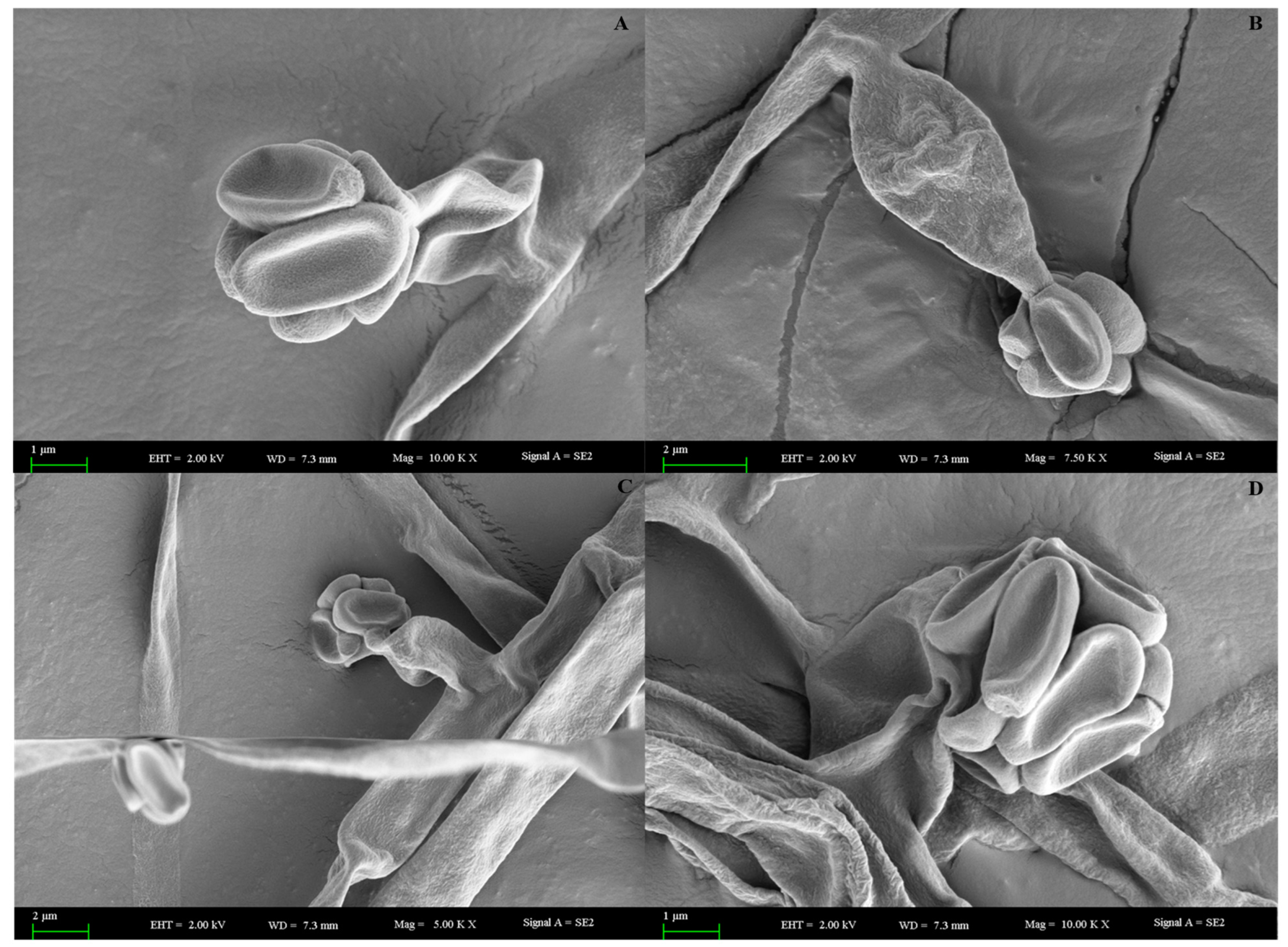 Ijms 23 11935 g005 Ijms 23 11935 g005