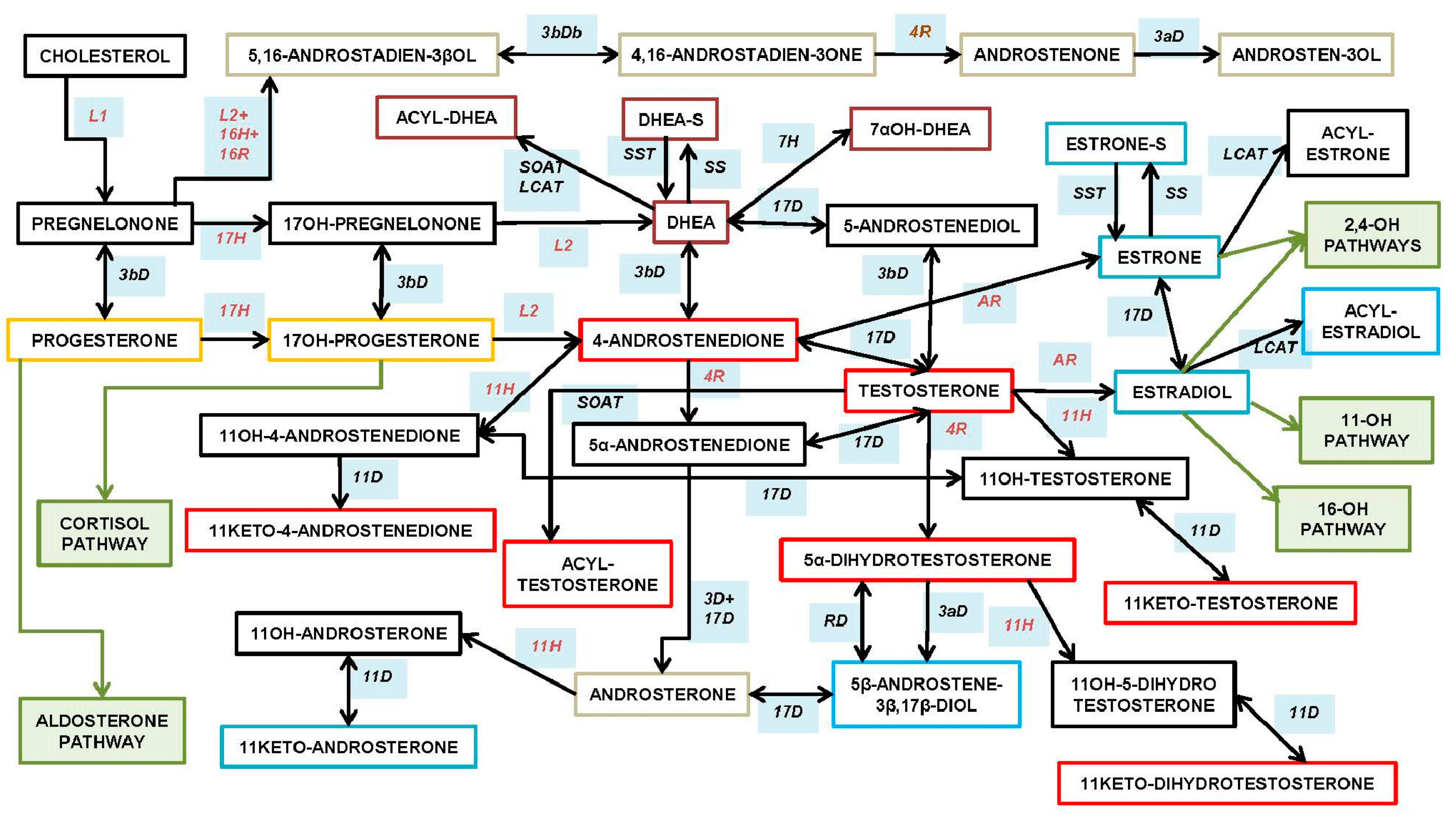 IJMS Free Full-Text The Roles of Androgens in Humans Biology, Metabolic Regulation and Health