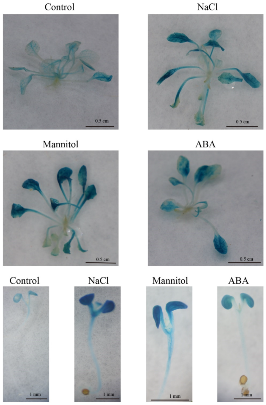 Ijms 23 11961 g009 Ijms 23 11961 g009