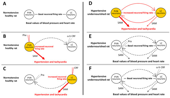 The Role of the Paraventricular-Coerulear Network on the 