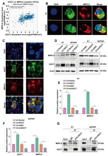 Interaction of MRPL9 and GGCT Promotes Cell Proliferation