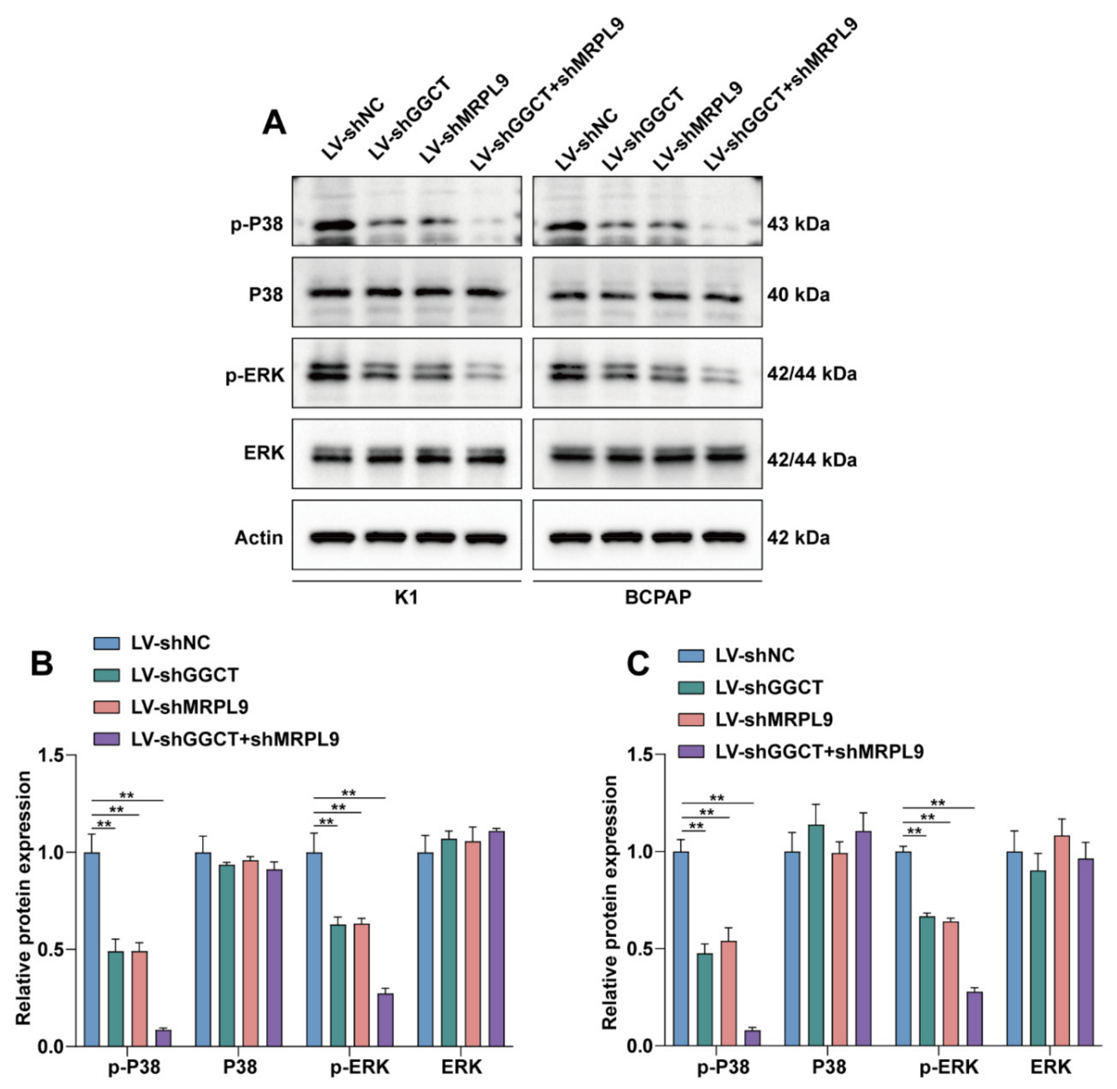 Ijms 23 11989 g005 Ijms 23 11989 g005