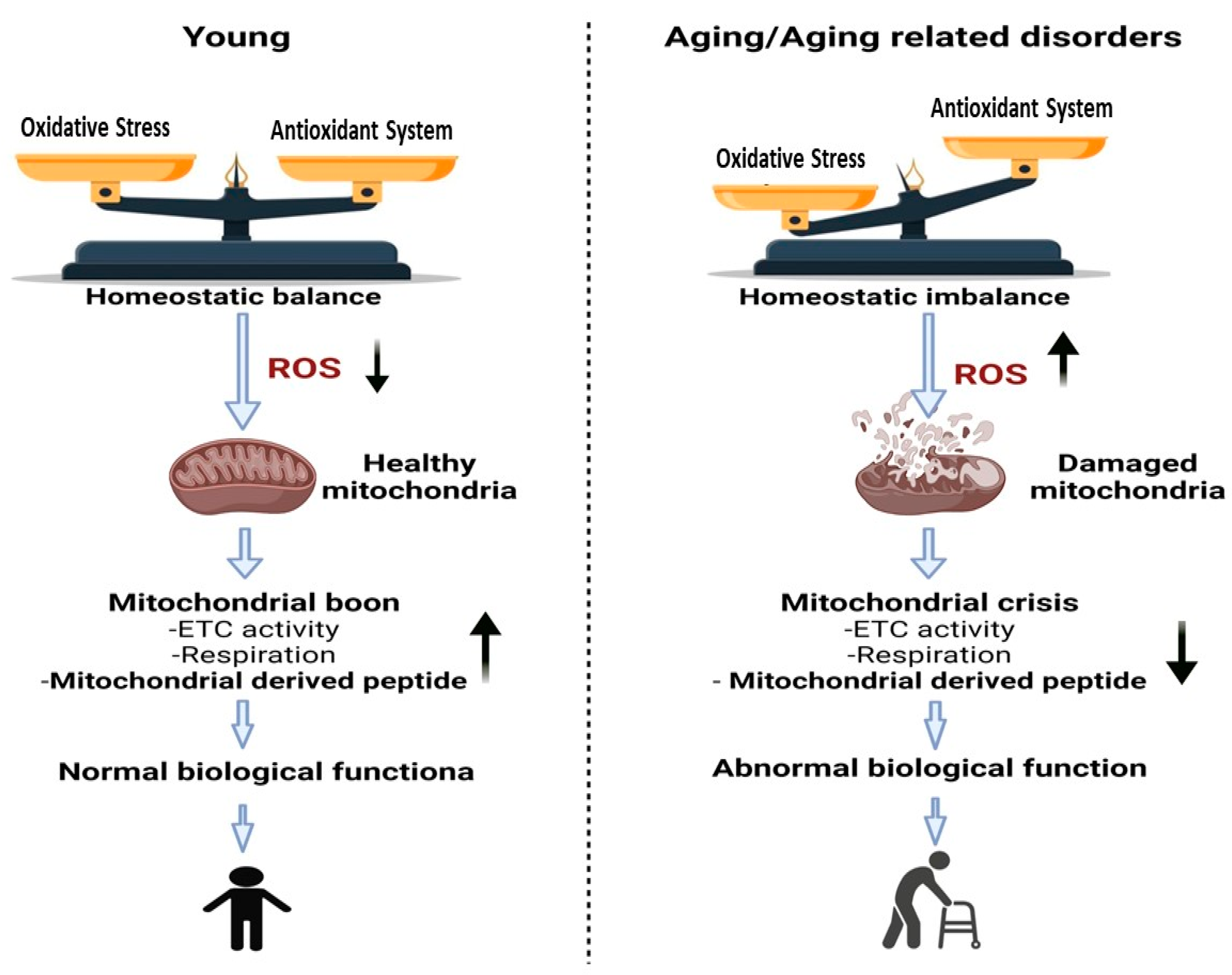 Ijms 23 11991 g001 Ijms 23 11991 g001