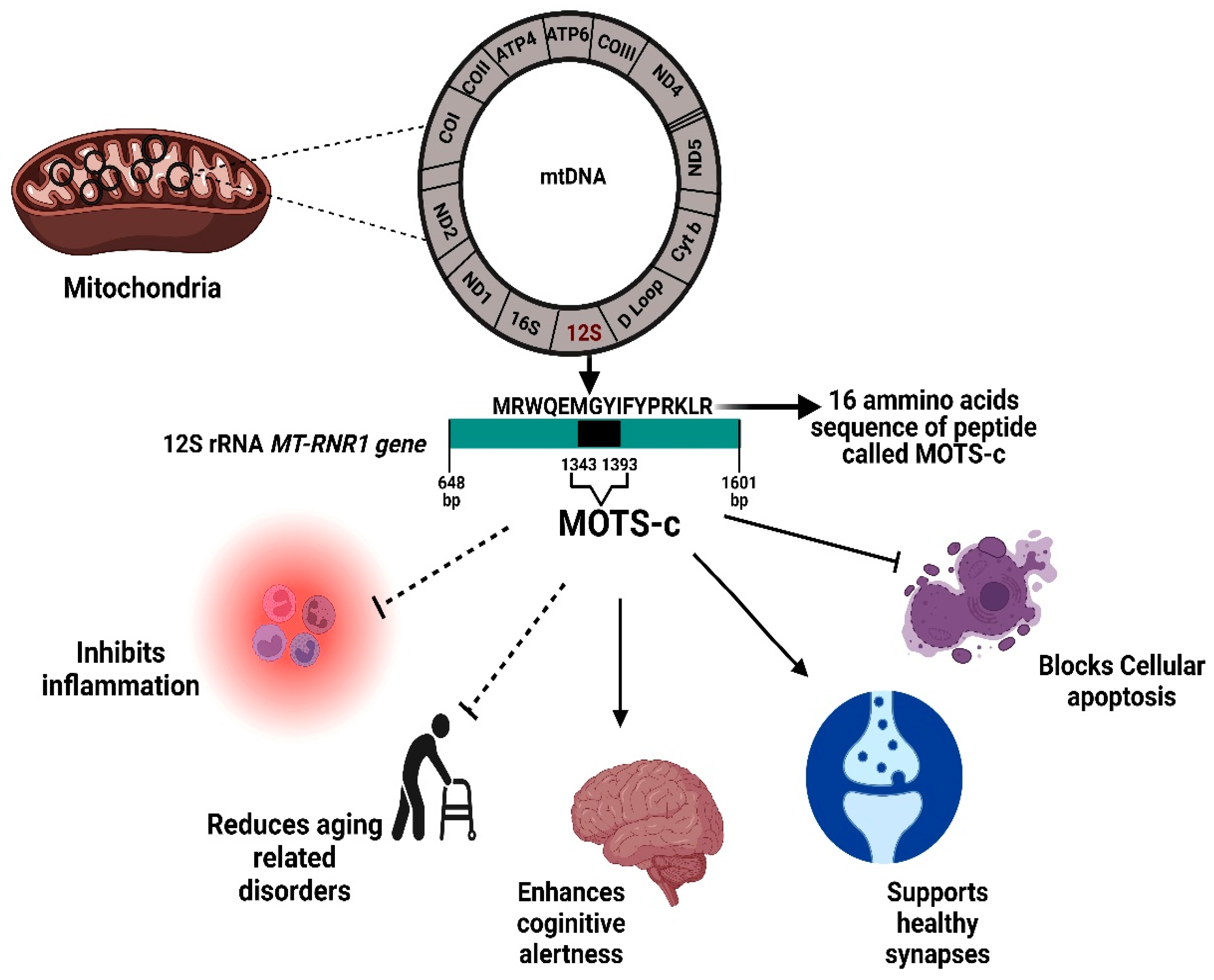 Ijms 23 11991 g002 Ijms 23 11991 g002