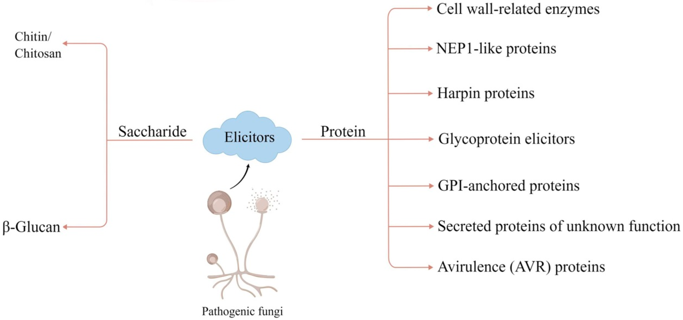 IJMS | Free Full-Text | Advances in Fungal Elicitor-Triggered Plant Immunity IJMS | Free Full-Text | Advances in Fungal Elicitor-Triggered Plant Immunity