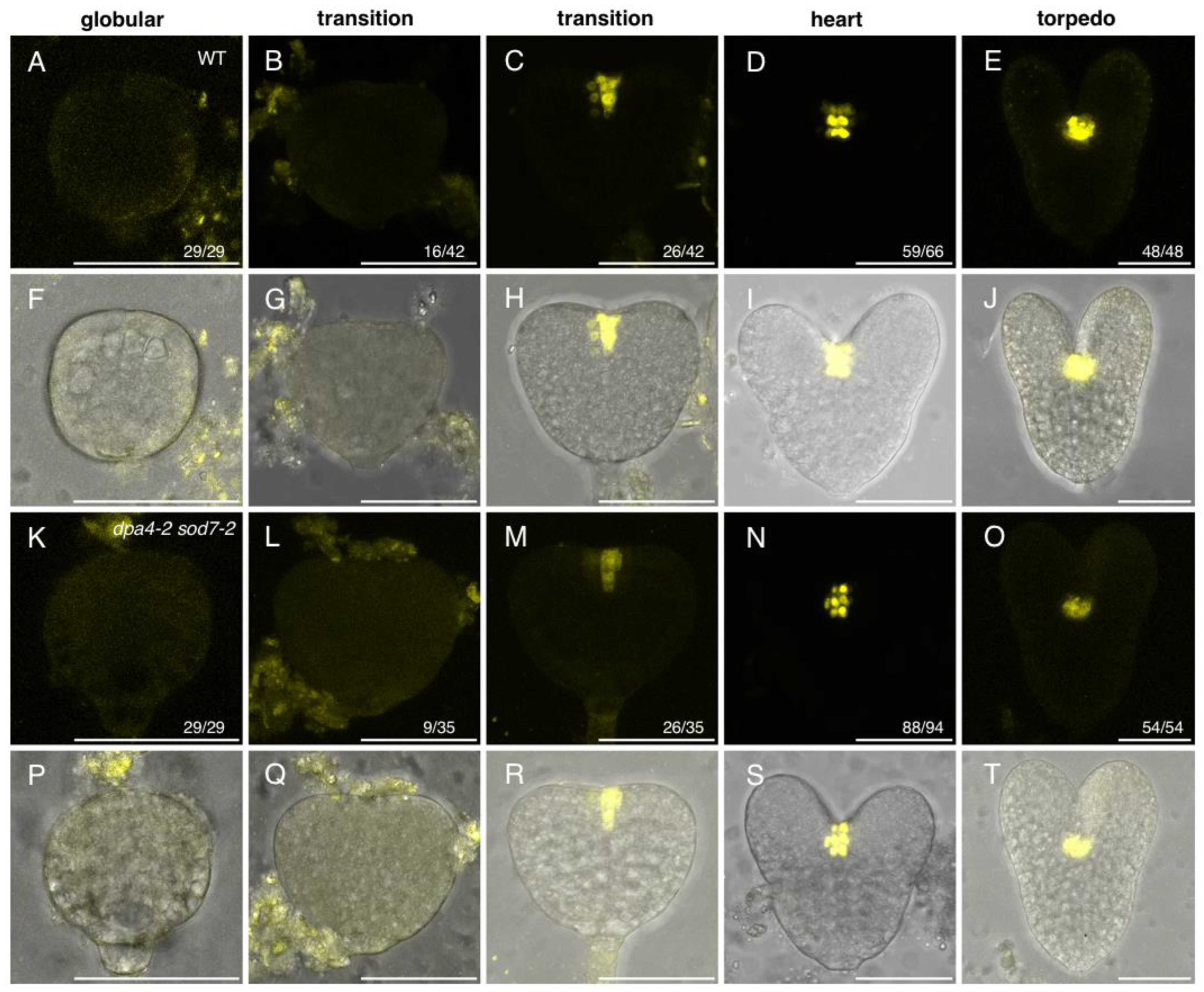Ijms 23 12007 g001 Ijms 23 12007 g001