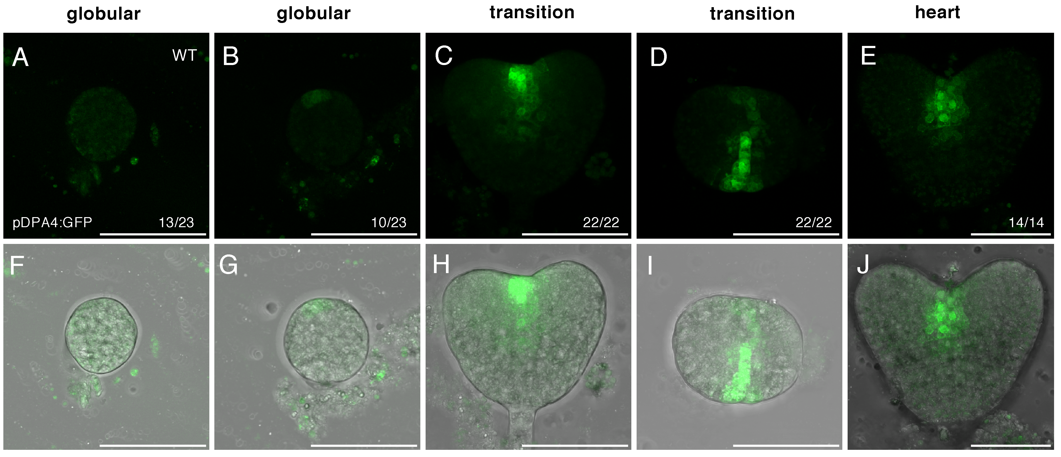 Ijms 23 12007 g003 Ijms 23 12007 g003