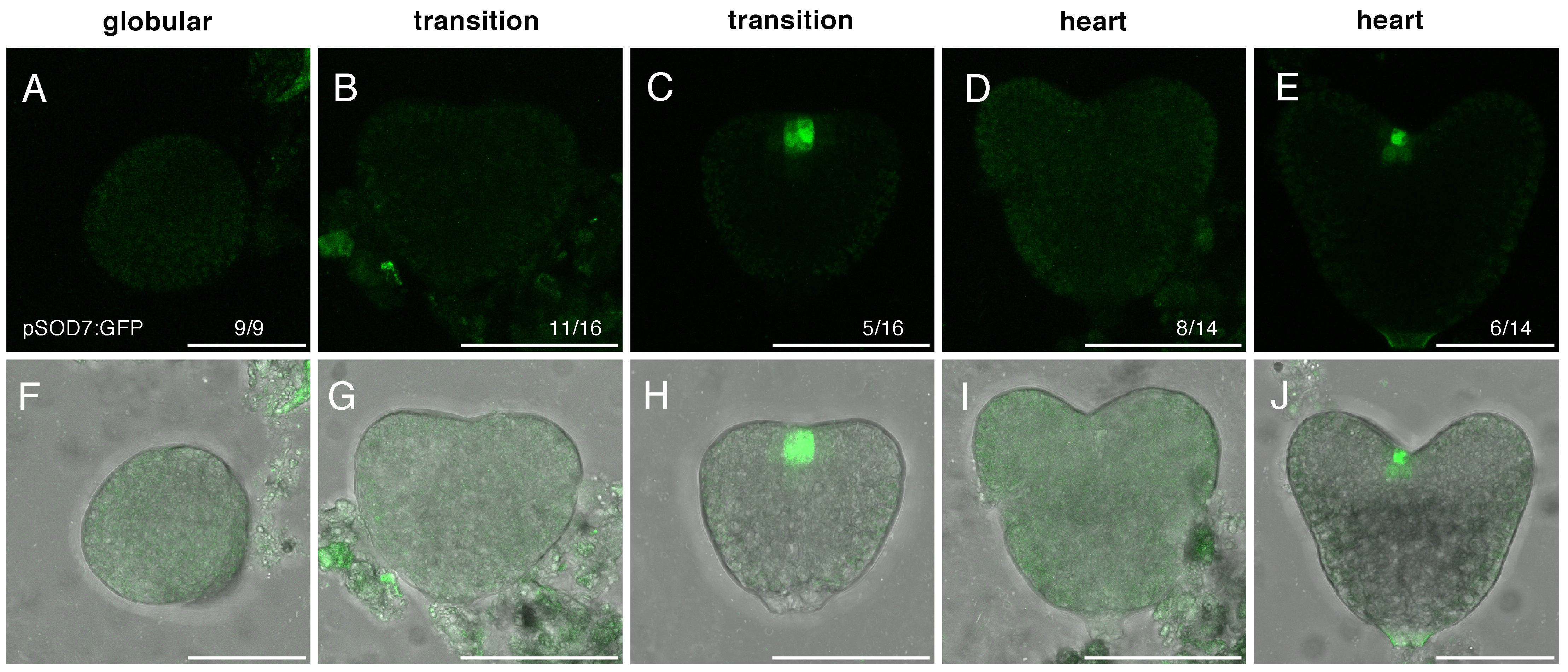 Ijms 23 12007 g004 Ijms 23 12007 g004