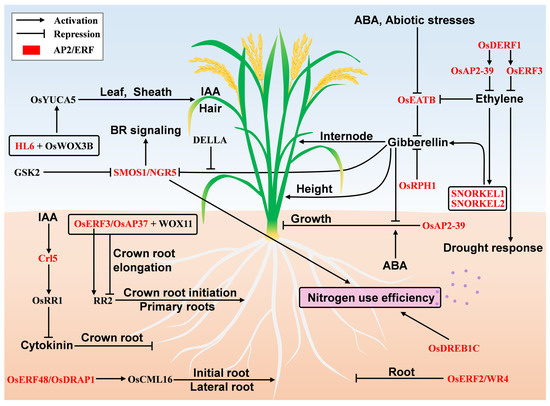 IJMS | Free Full-Text | Molecular Events of Rice AP2/ERF 
