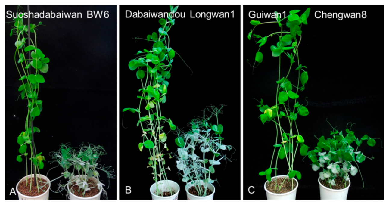 Ijms 23 12016 g001 Ijms 23 12016 g001