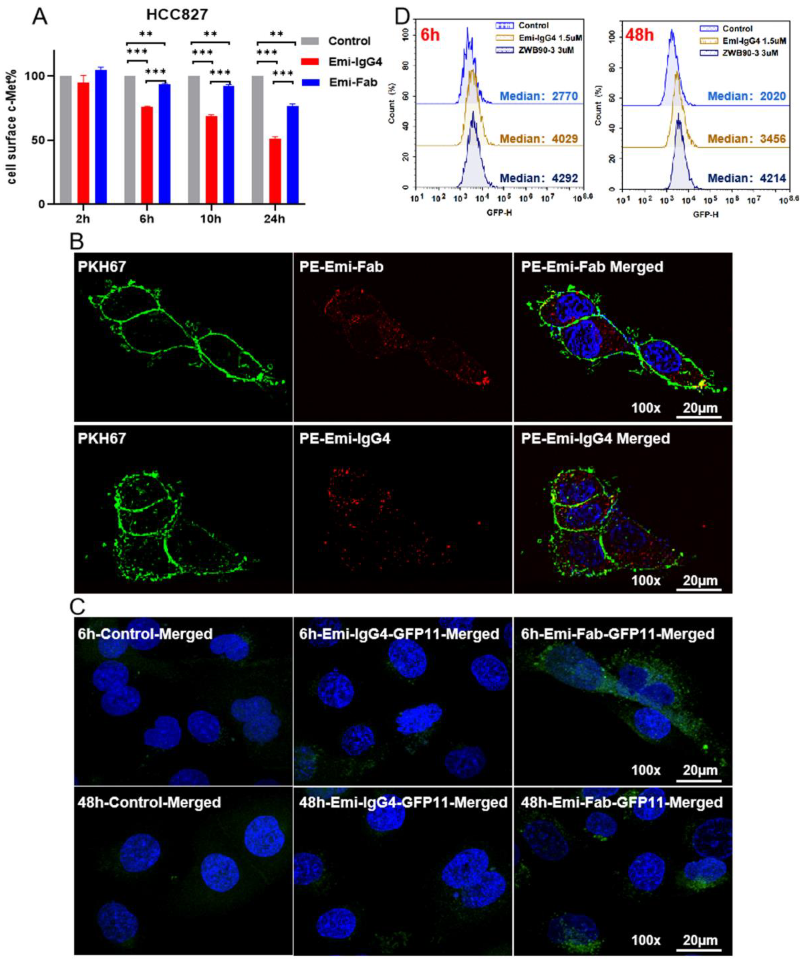 IJMS | Free Full-Text | Anti-c-MET Fab-Grb2-Gab1 Fusion Protein-Mediated  Interference of c-MET Signaling Pathway Induces Methuosis in Tumor Cells |  HTML