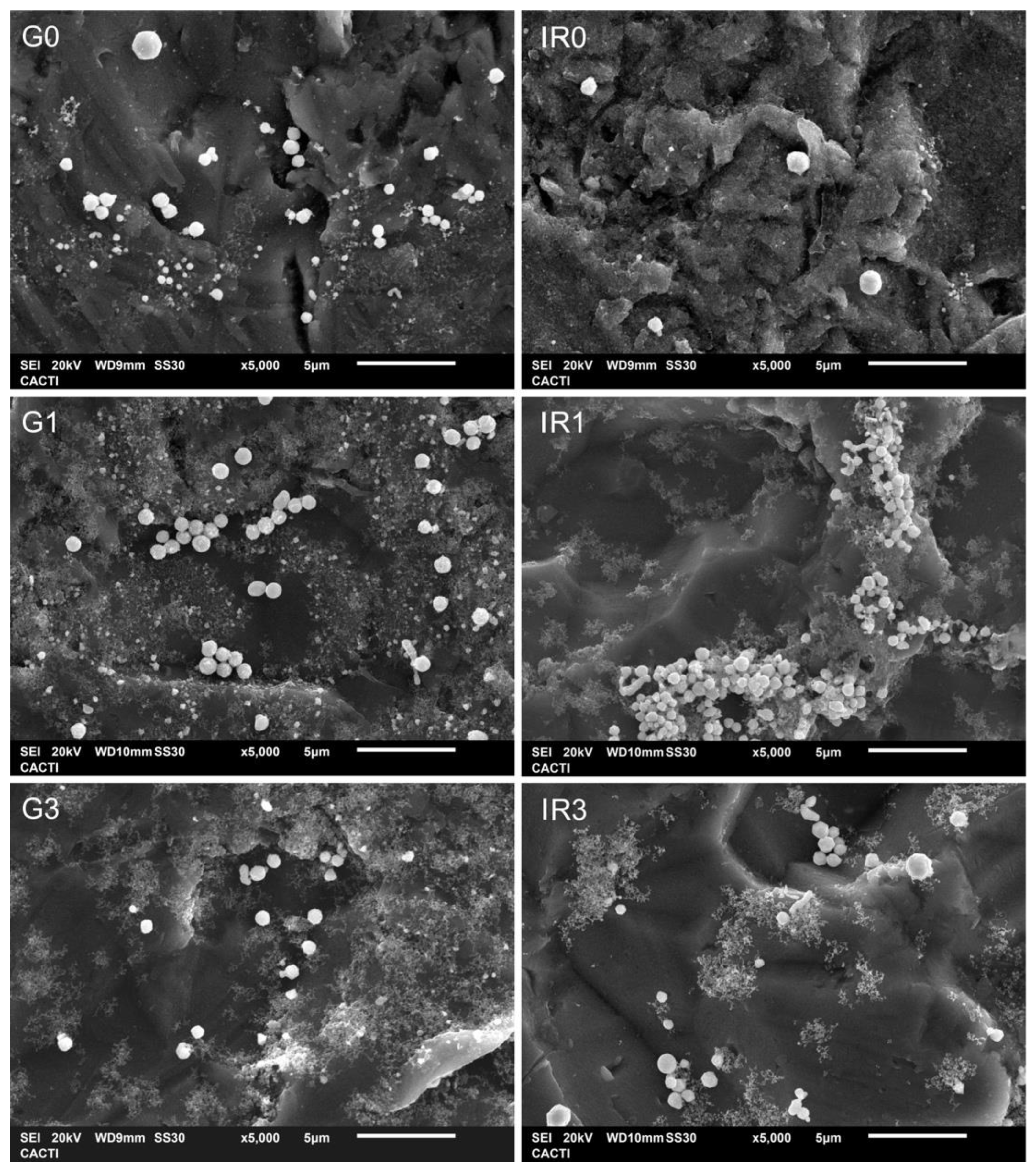 Ijms 23 12027 g007 Ijms 23 12027 g007