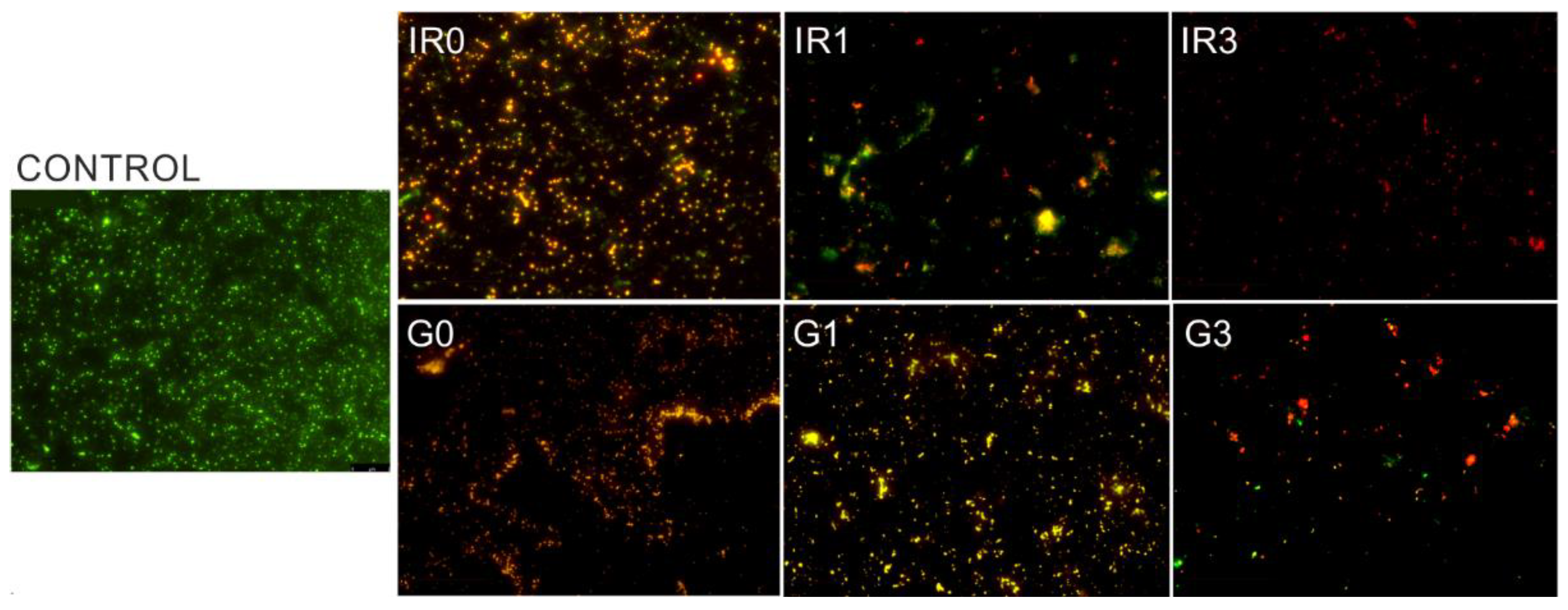 Ijms 23 12027 g010 Ijms 23 12027 g010