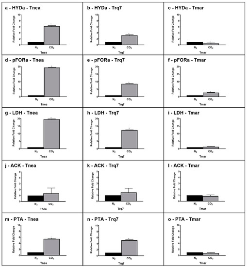 Mai Frontiers | Involvement of the cerebellum in migraine