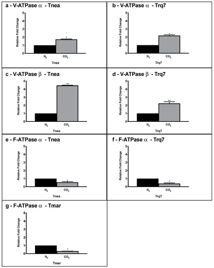 Occurrence of Capnophilic Lactic Fermentation in the