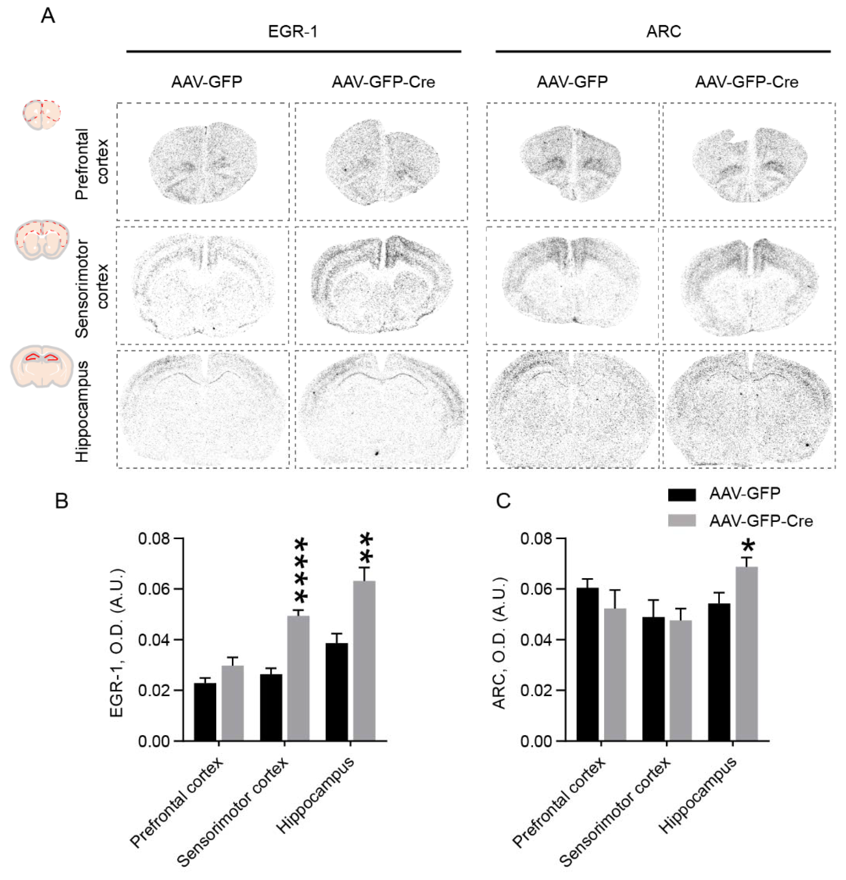 Ijms 23 12056 g004 Ijms 23 12056 g004